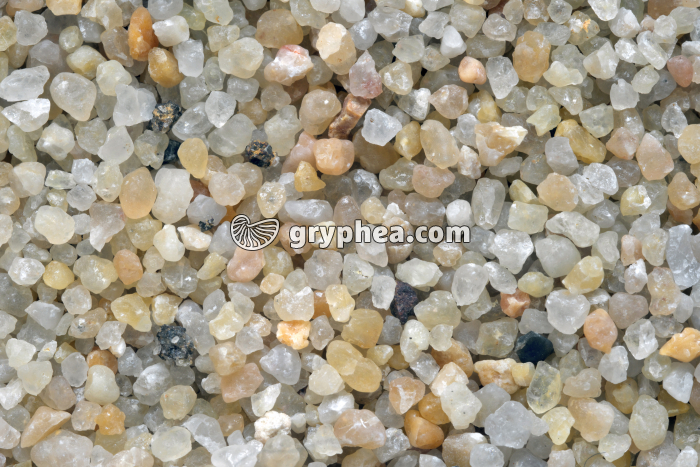 Sable de Loire x1 - gryphea.com